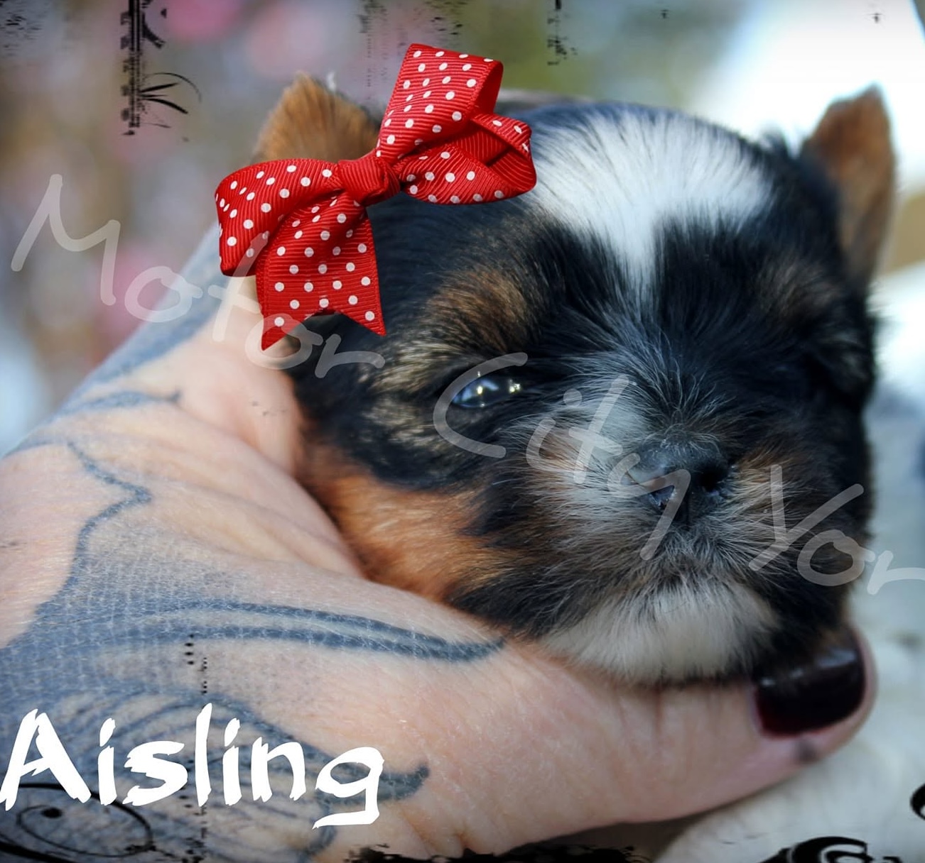 Aisling, a Parti (Black, White & Tan) female Yorkshire Terrier puppy