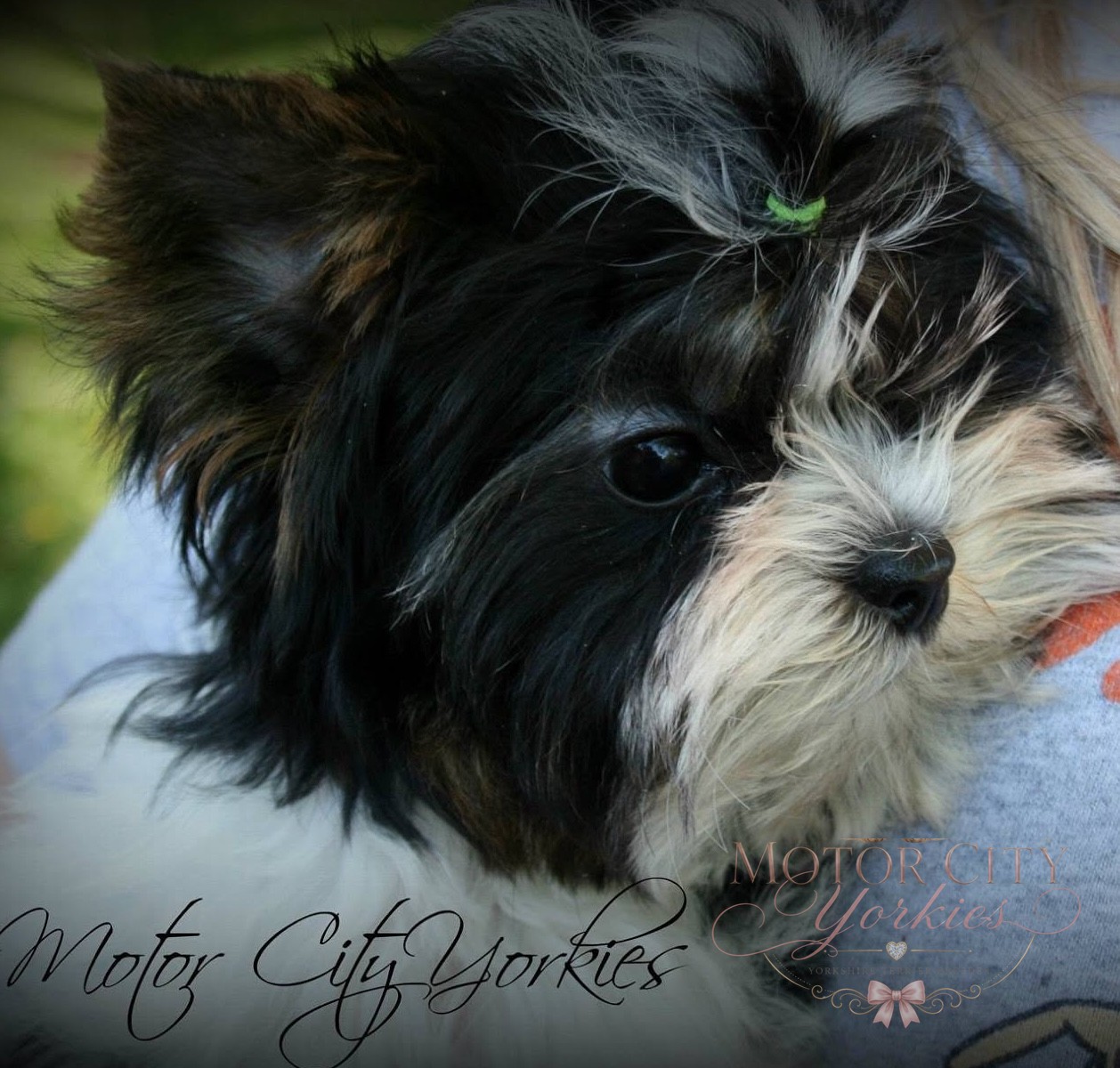 Parti Yorkie puppy at Motor City Yorkies