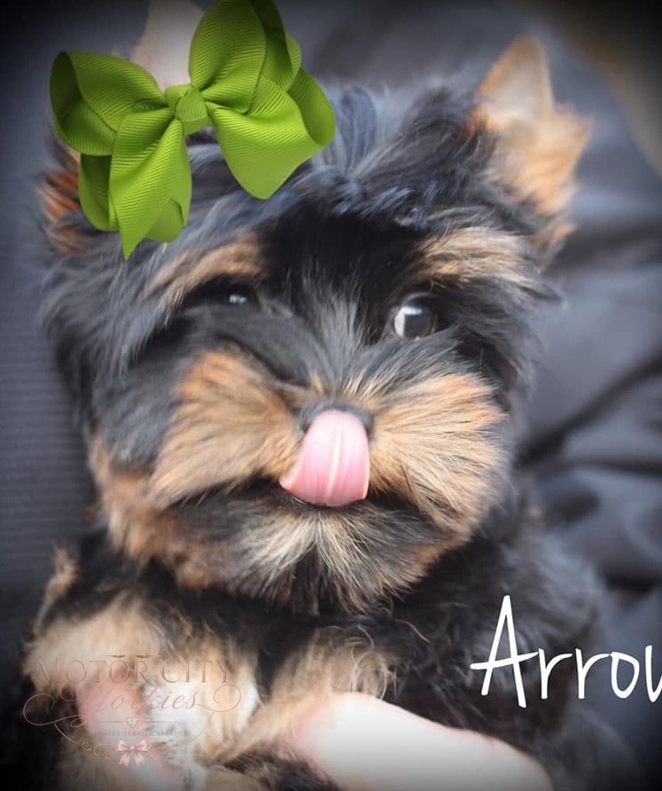 Parti Yorkie puppy with a green bow
