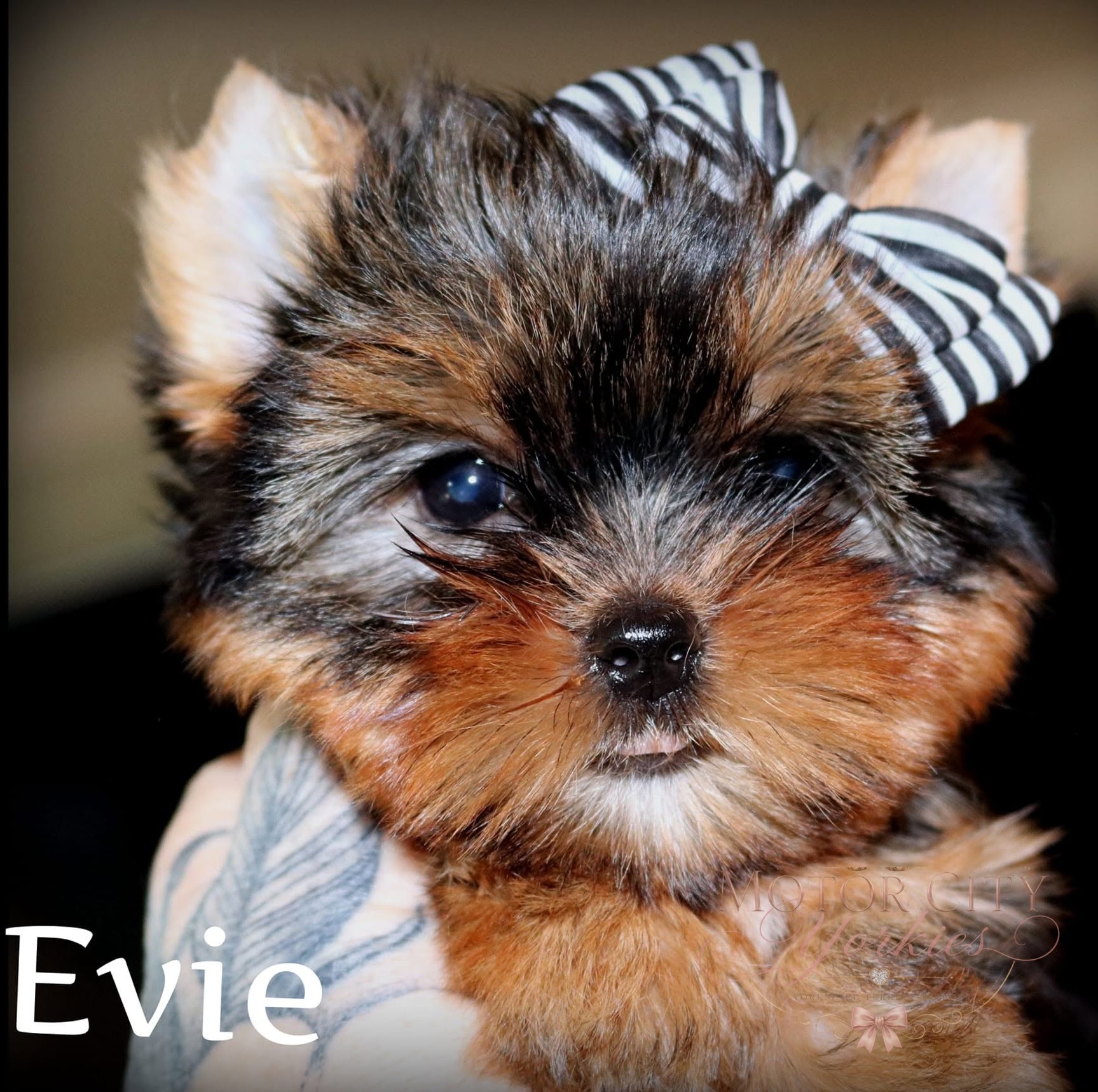 Yorkie puppy with a striped bow