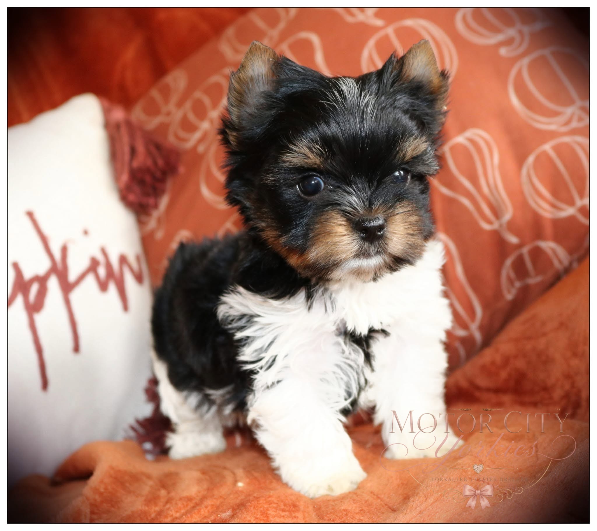 Yorkshire Terrier puppy held gently