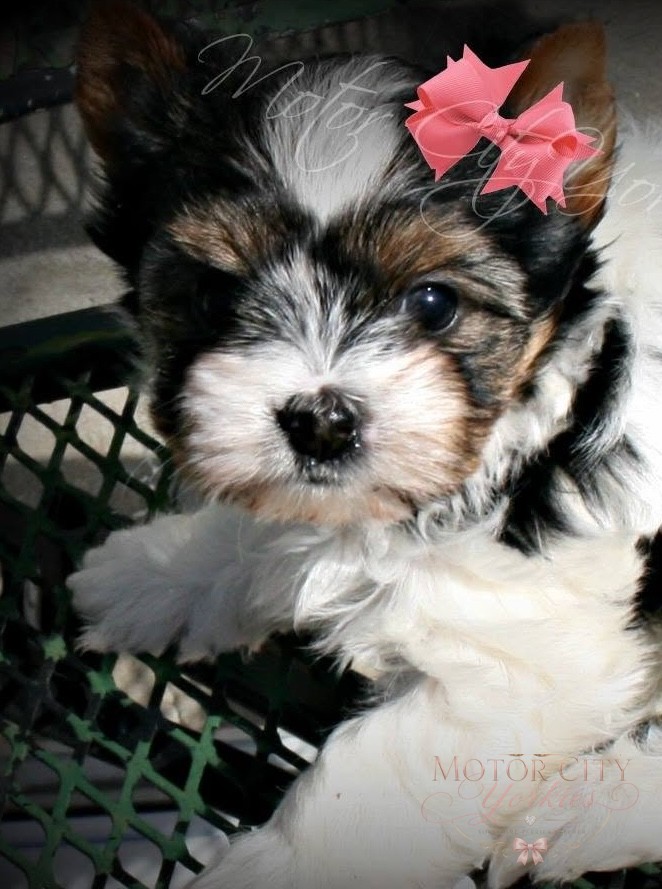 Parti Yorkie puppy with a red bow
