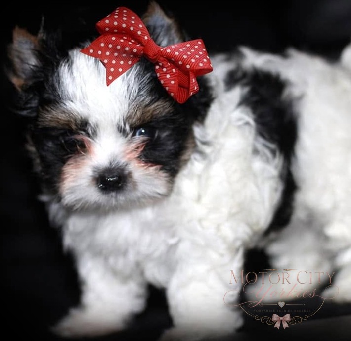 Fluffy parti Yorkie puppy