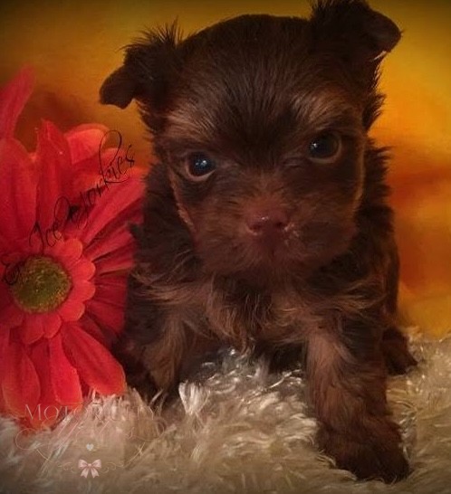 Dark chocolate Yorkie puppy
