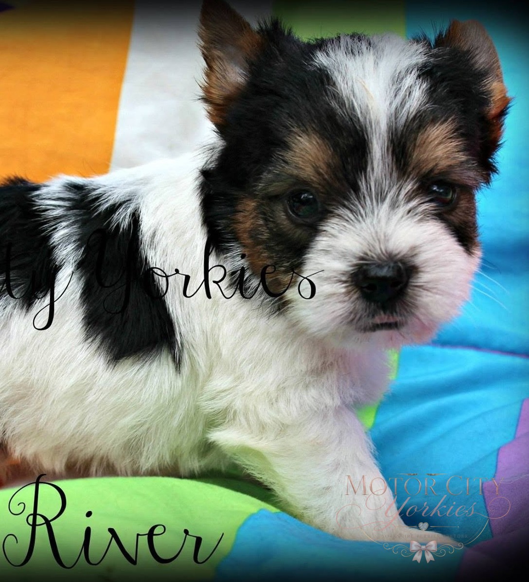 Parti Yorkie puppy outdoors