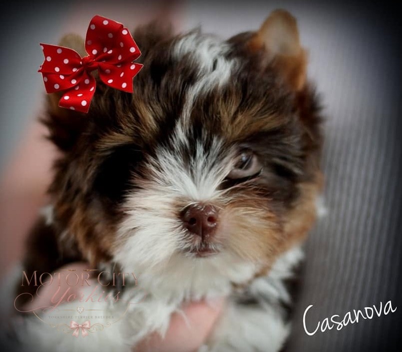 Babydoll parti Yorkie puppy with a bow