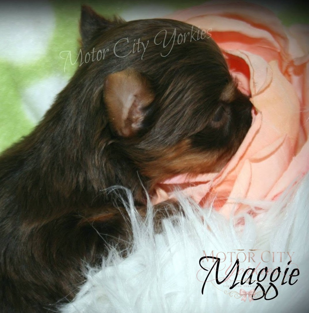 Sleepy Yorkshire Terrier puppy cuddled close