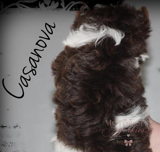 Newborn parti Yorkie puppy