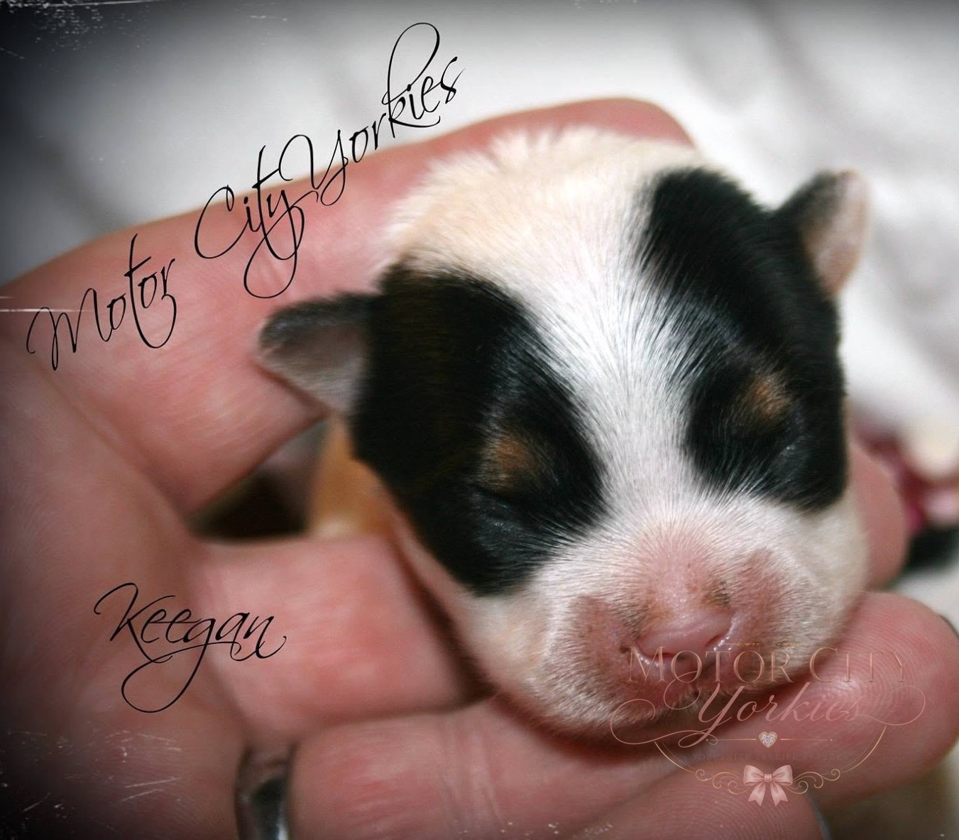 Chocolate parti Yorkie puppy
