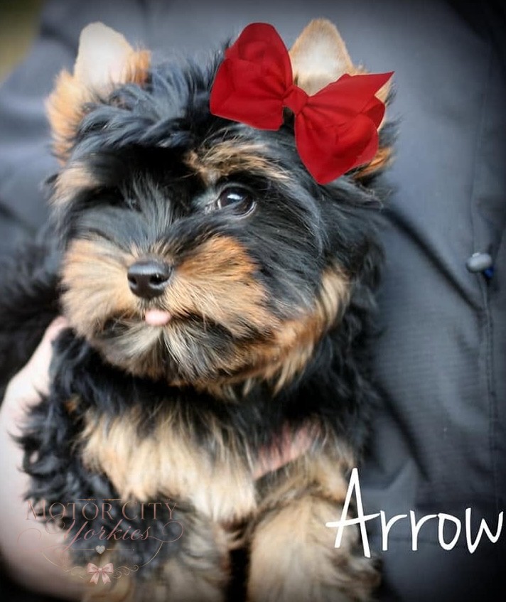Yorkie puppy with a red bow