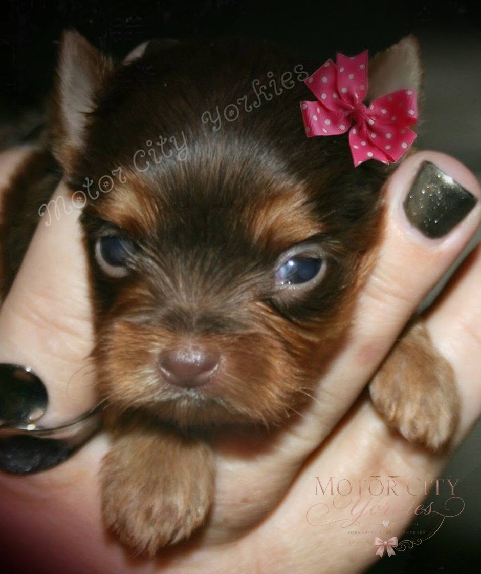 Traditional Yorkshire Terrier puppy