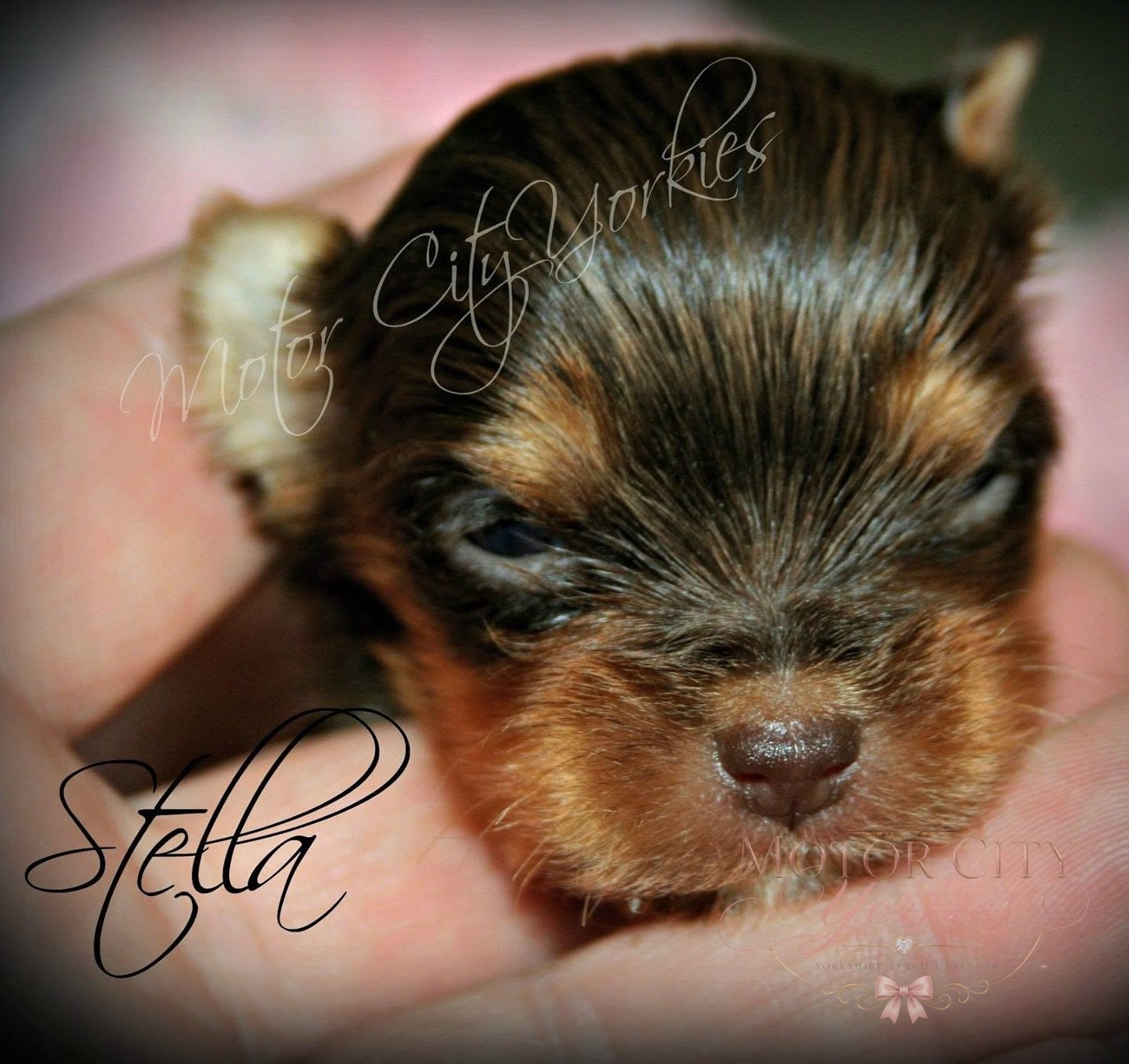 Parti Yorkie puppy portrait