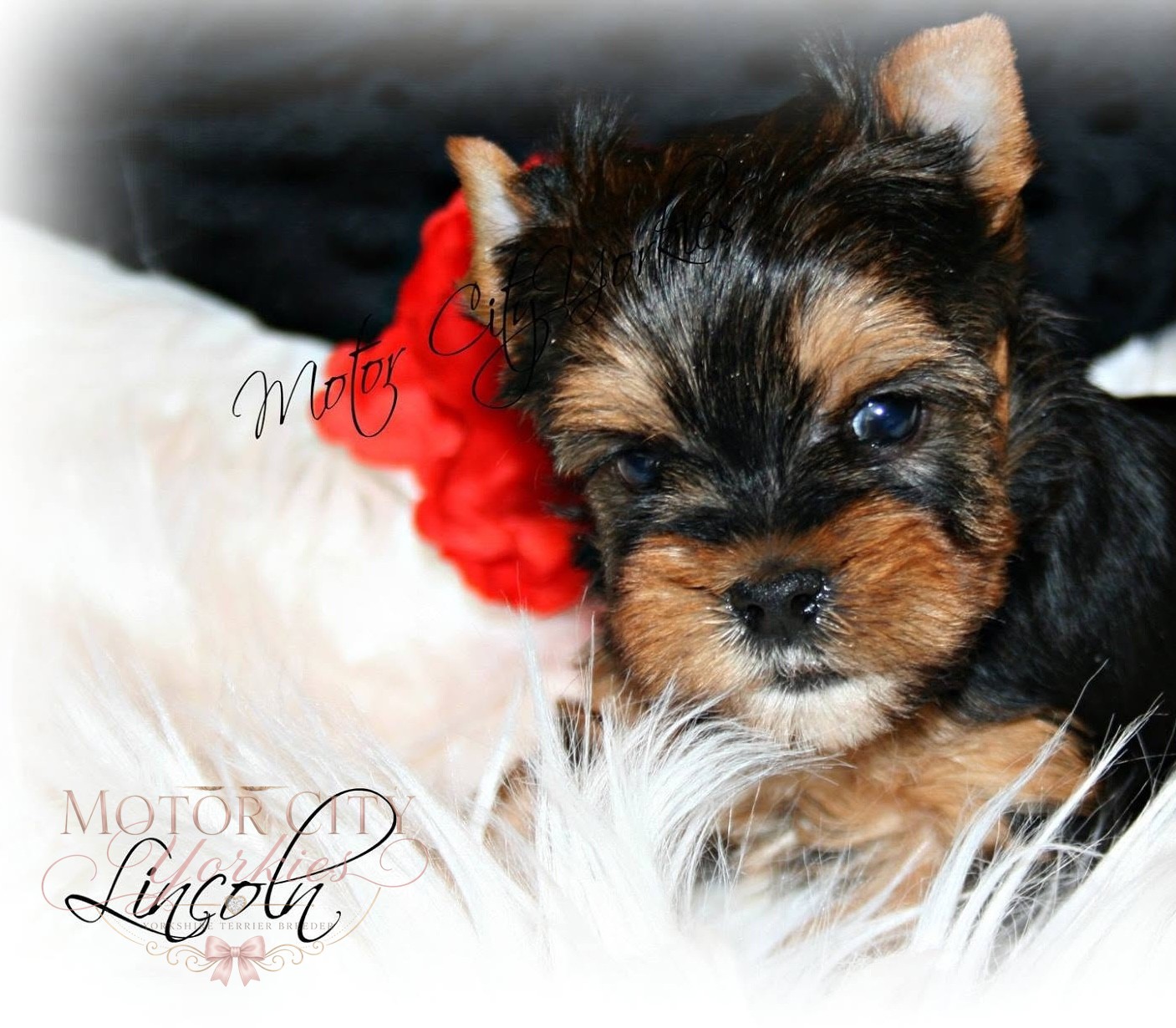 Babydoll Yorkie puppy resting