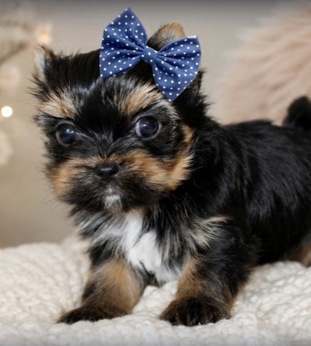 dark parti Yorkshire Terrier puppy raised by Motor City Yorkies