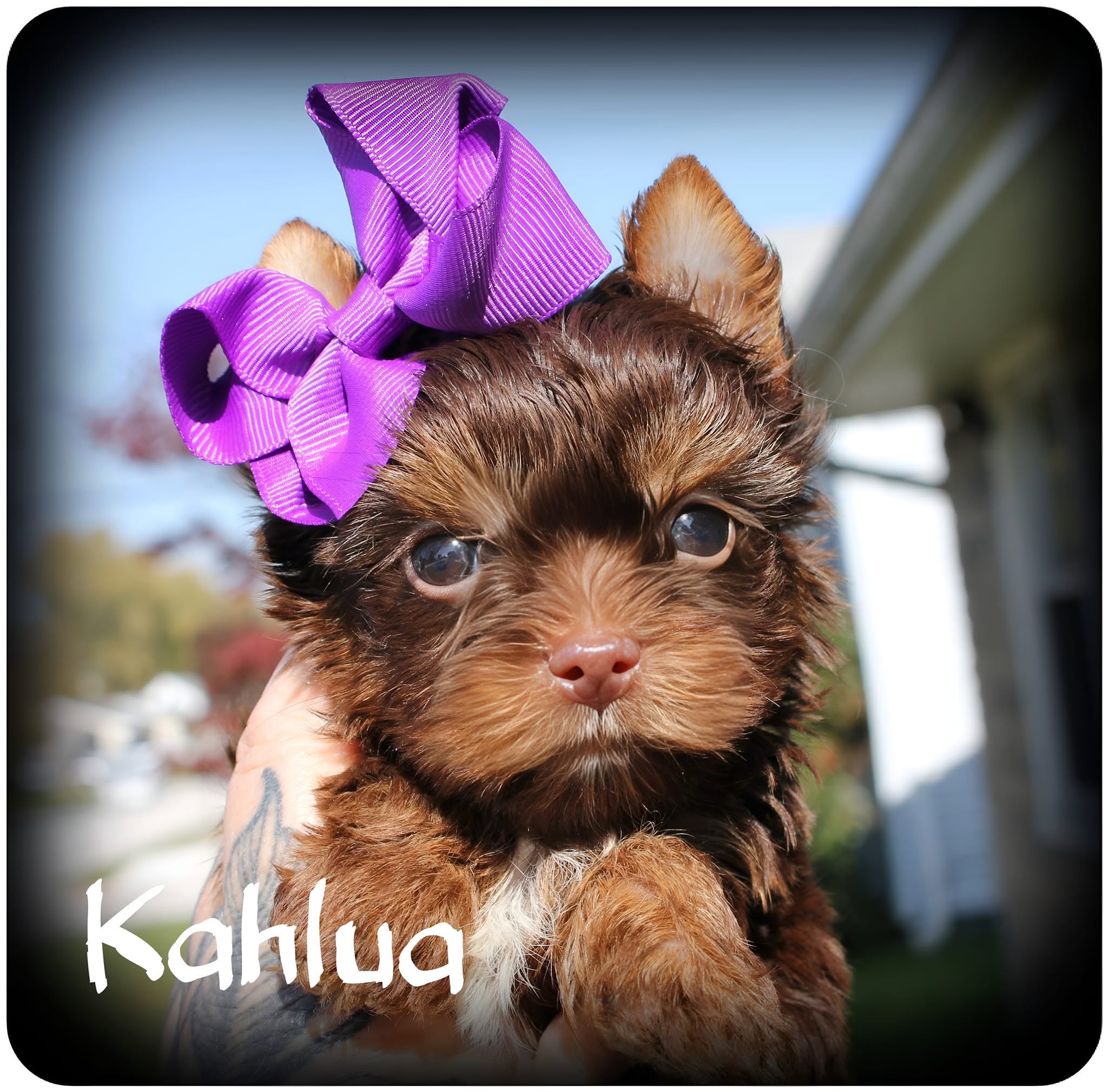 Kahlua, a Chocolate female Yorkshire Terrier puppy