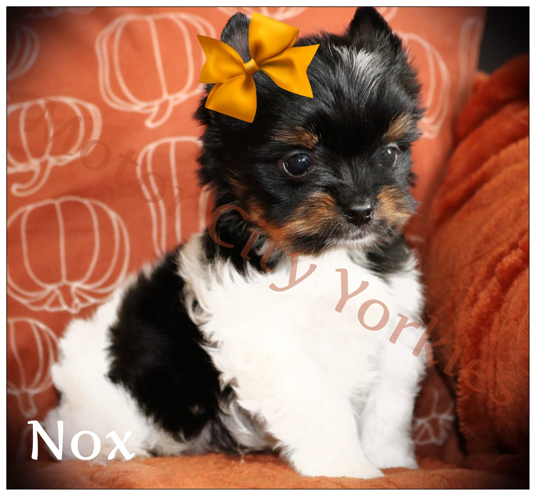 Nox, a Parti (Black, White & Tan) male Yorkshire Terrier puppy