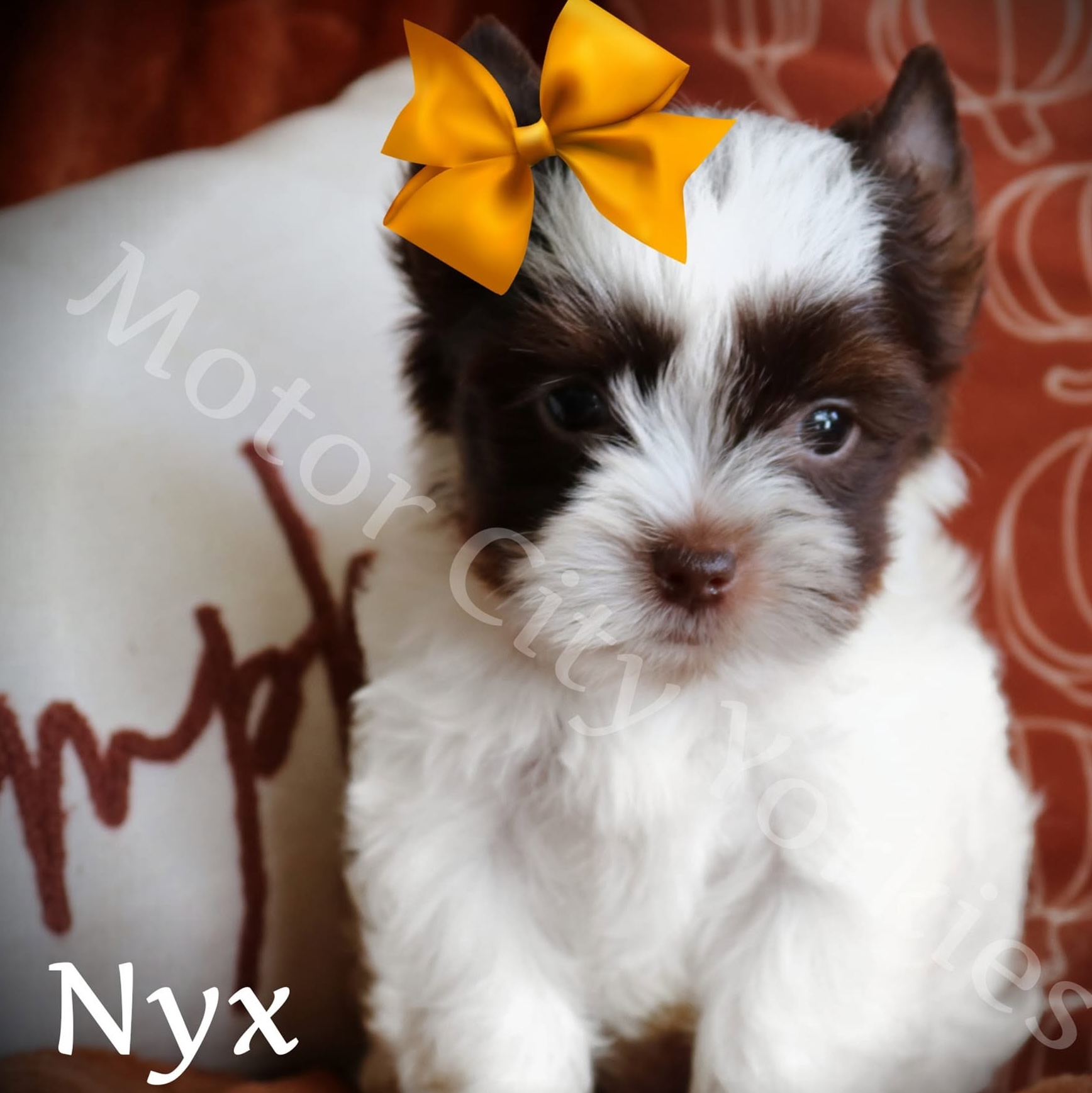 Nyx, a Dark Chocolate Parti female Yorkshire Terrier puppy