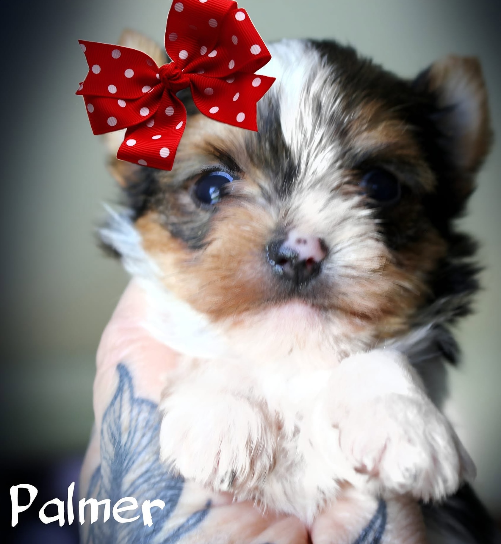 Palmer, a Parti (Black, White & Tan) male Yorkshire Terrier puppy