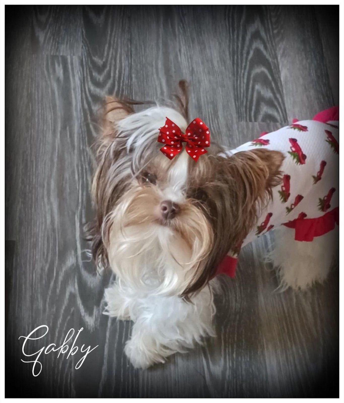 Gabby, a Traditional Black & Tan Yorkshire Terrier dam