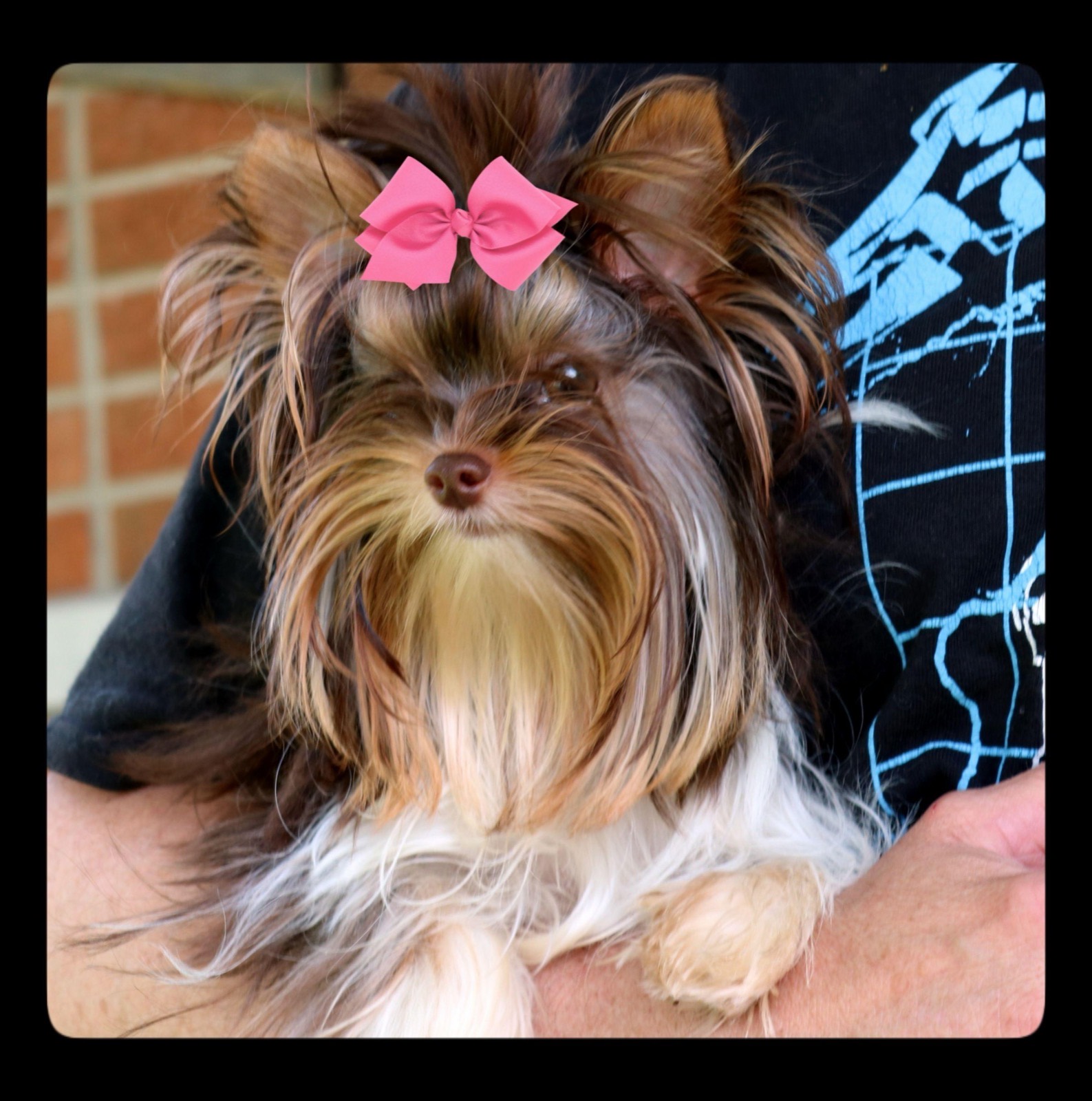 Adult Yorkshire Terrier