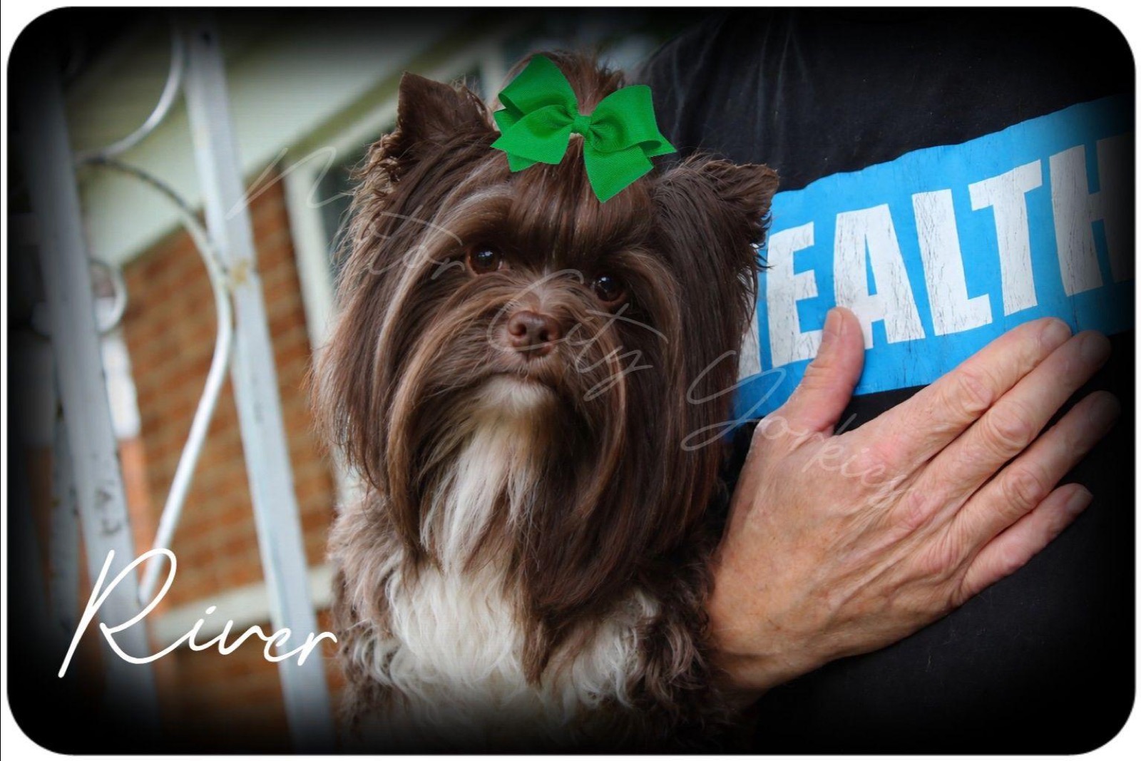 River, a Long-Haired KB Chocolate (Parti Carrier) Yorkshire Terrier sire