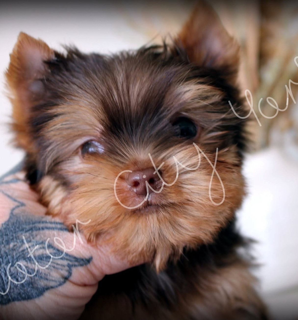 Pip, a Parti (Black & White) male Yorkshire Terrier puppy