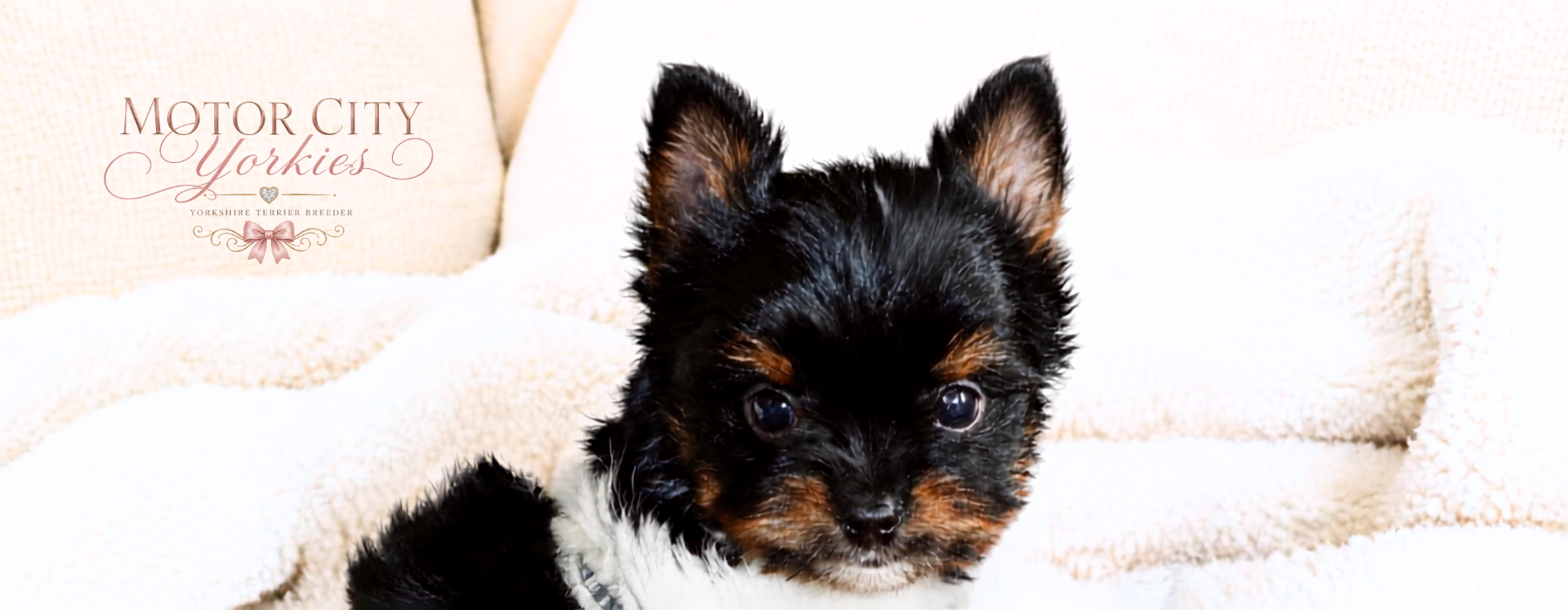 Motor City Yorkies — dark parti Yorkies