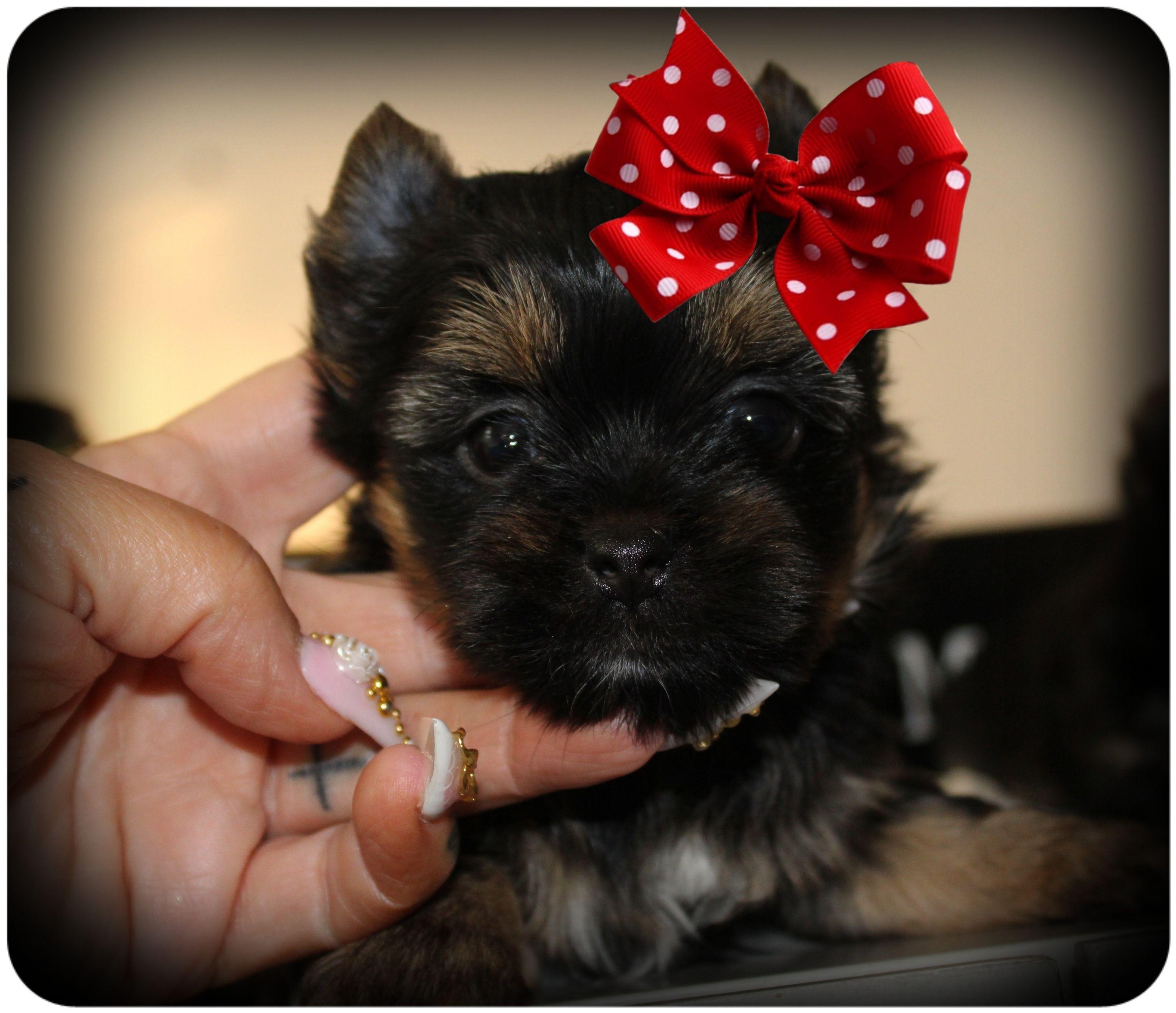 A Motor City Yorkies puppy from the litter available for application