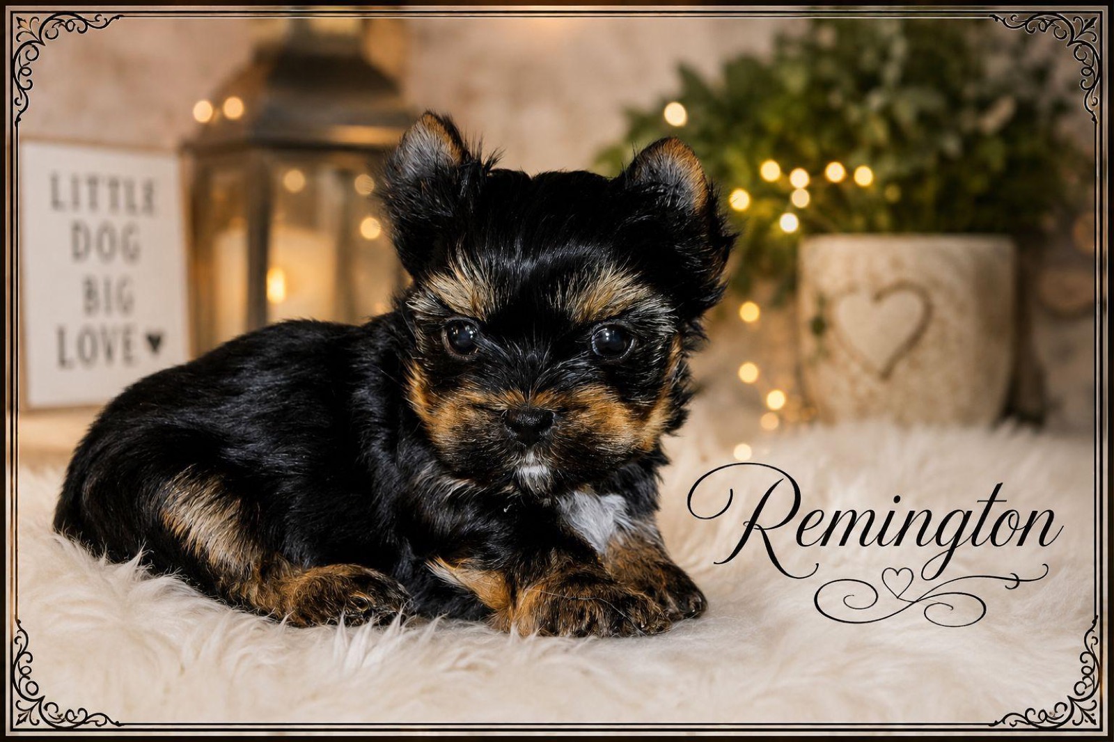 A Motor City Yorkies puppy being reserved with a deposit