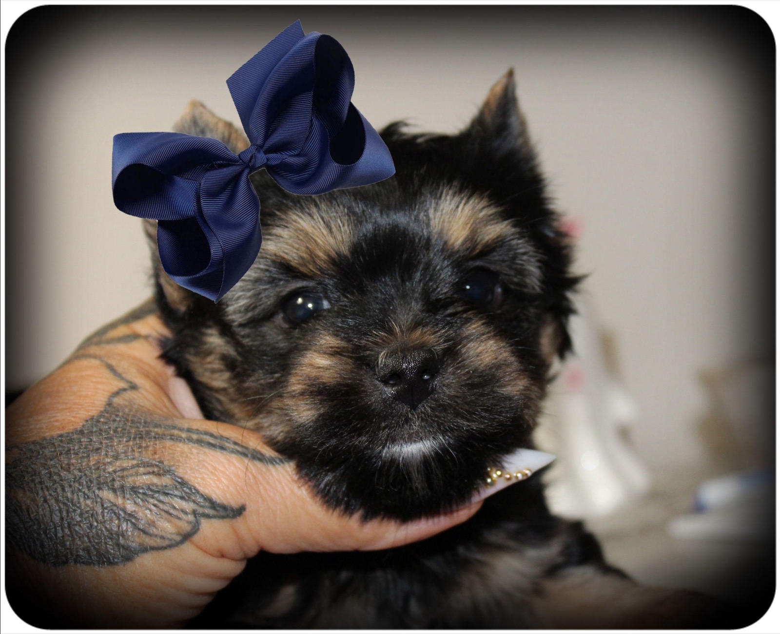 An available dark parti Yorkshire Terrier puppy from Motor City Yorkies
