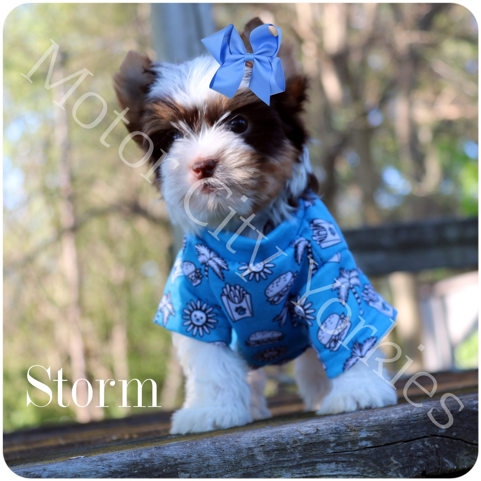 Storm, a Chocolate Parti female Yorkshire Terrier puppy