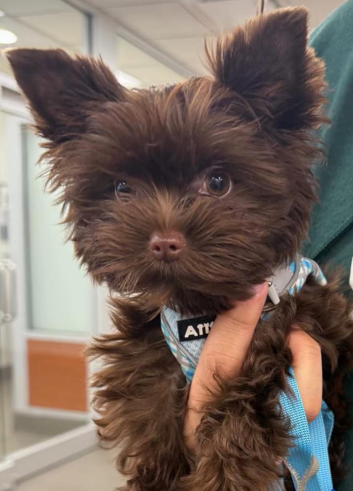 Anthony F.'s Yorkshire Terrier puppy from Motor City Yorkies