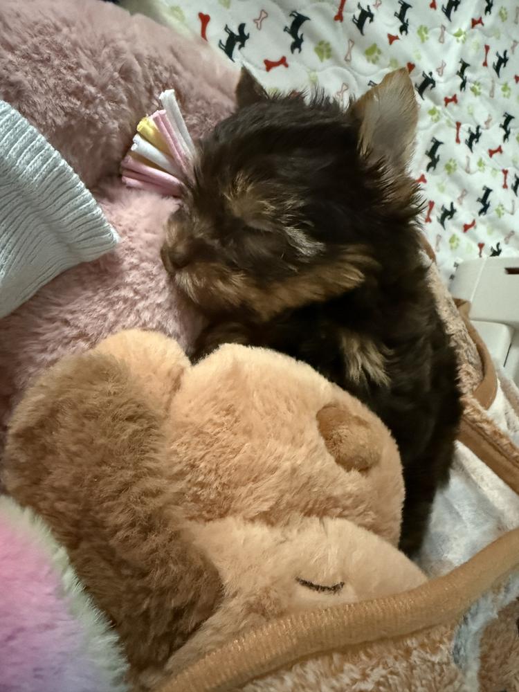 Sheri M.'s Yorkshire Terrier puppy from Motor City Yorkies
