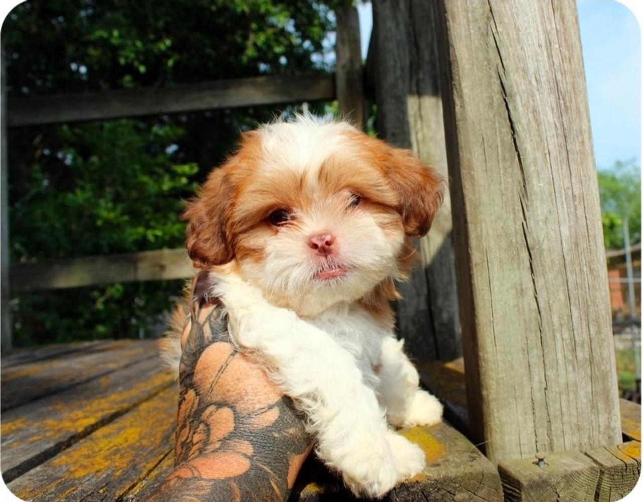 Sue W.'s Yorkshire Terrier puppy from Motor City Yorkies