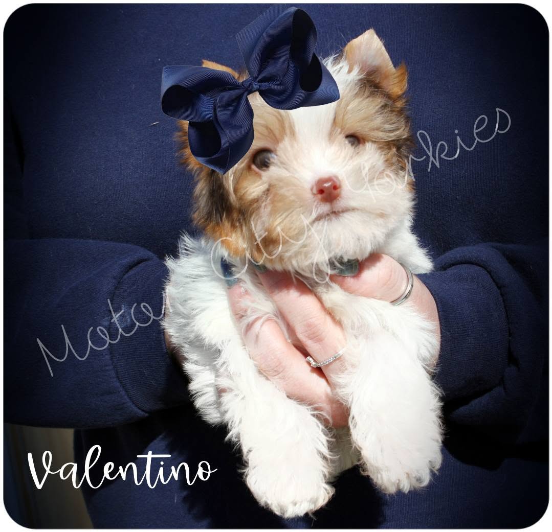 Valentino, a Parti (Chocolate & White) male Yorkshire Terrier puppy