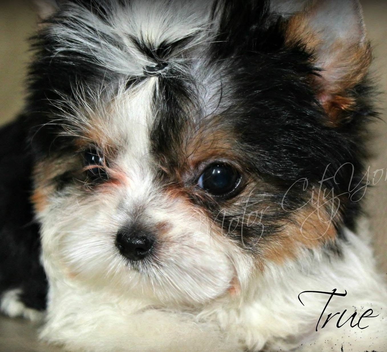 dark parti Yorkshire Terrier puppy raised by Motor City Yorkies