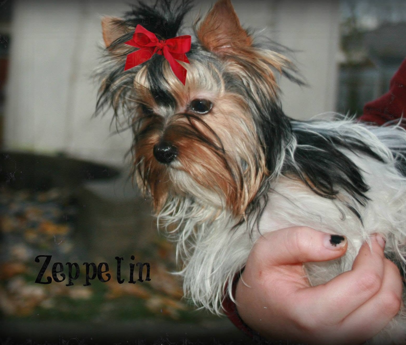 Zeppelin 2